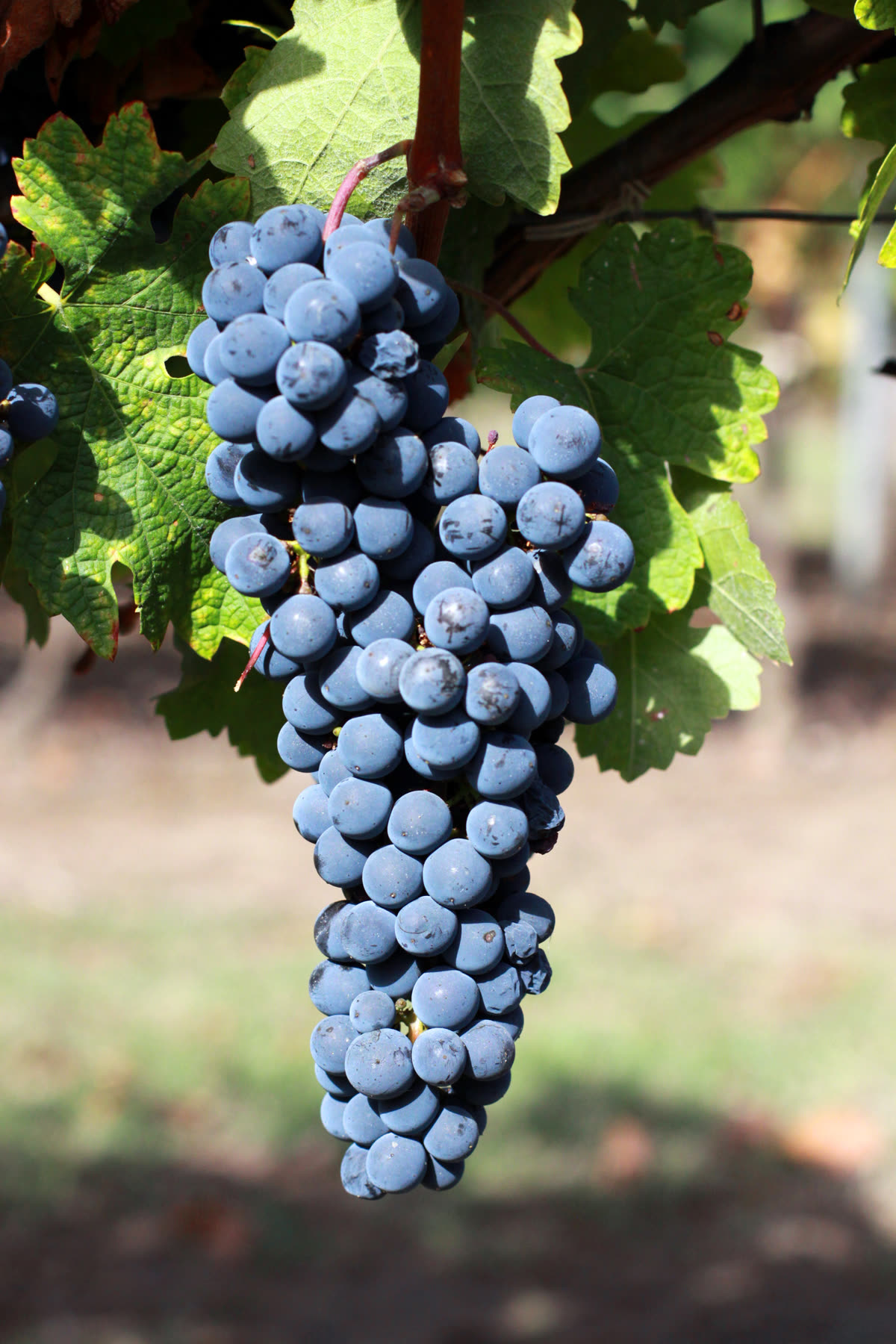 Grappe de cabernet sauvignon