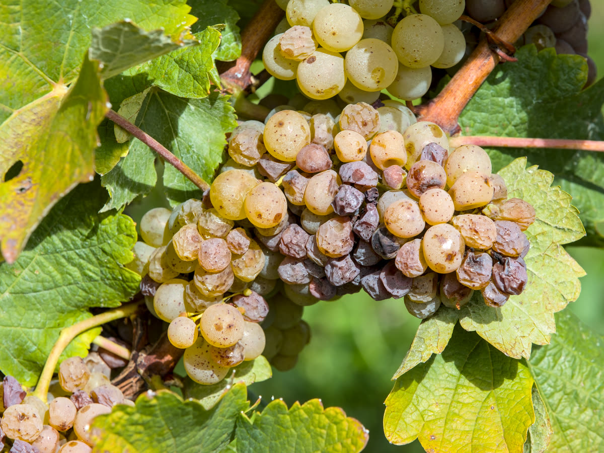 Vigne de chenin à Rochecorbon (Vouvray)