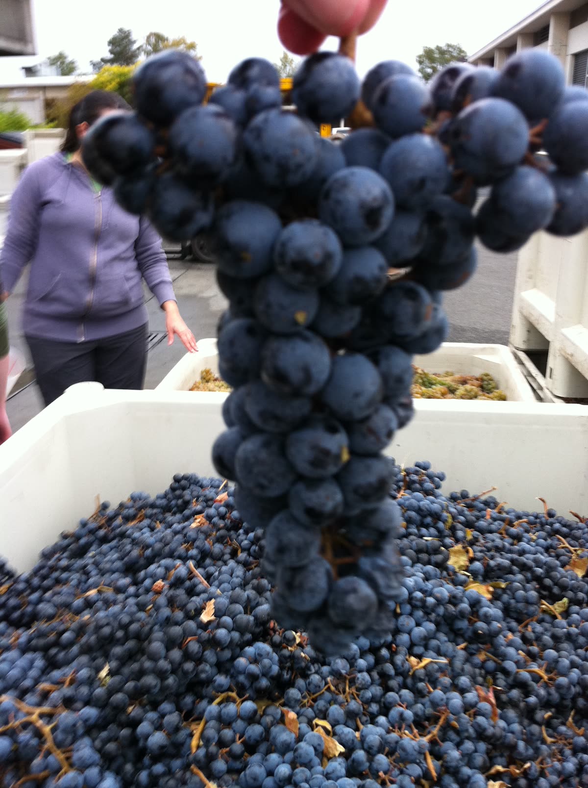 Grappe de cinsault