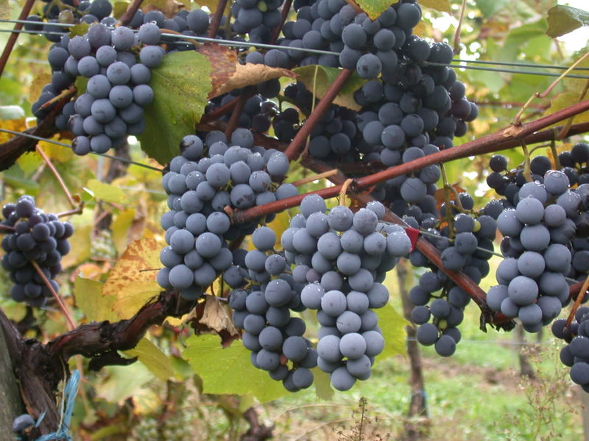 Grappe de gamay