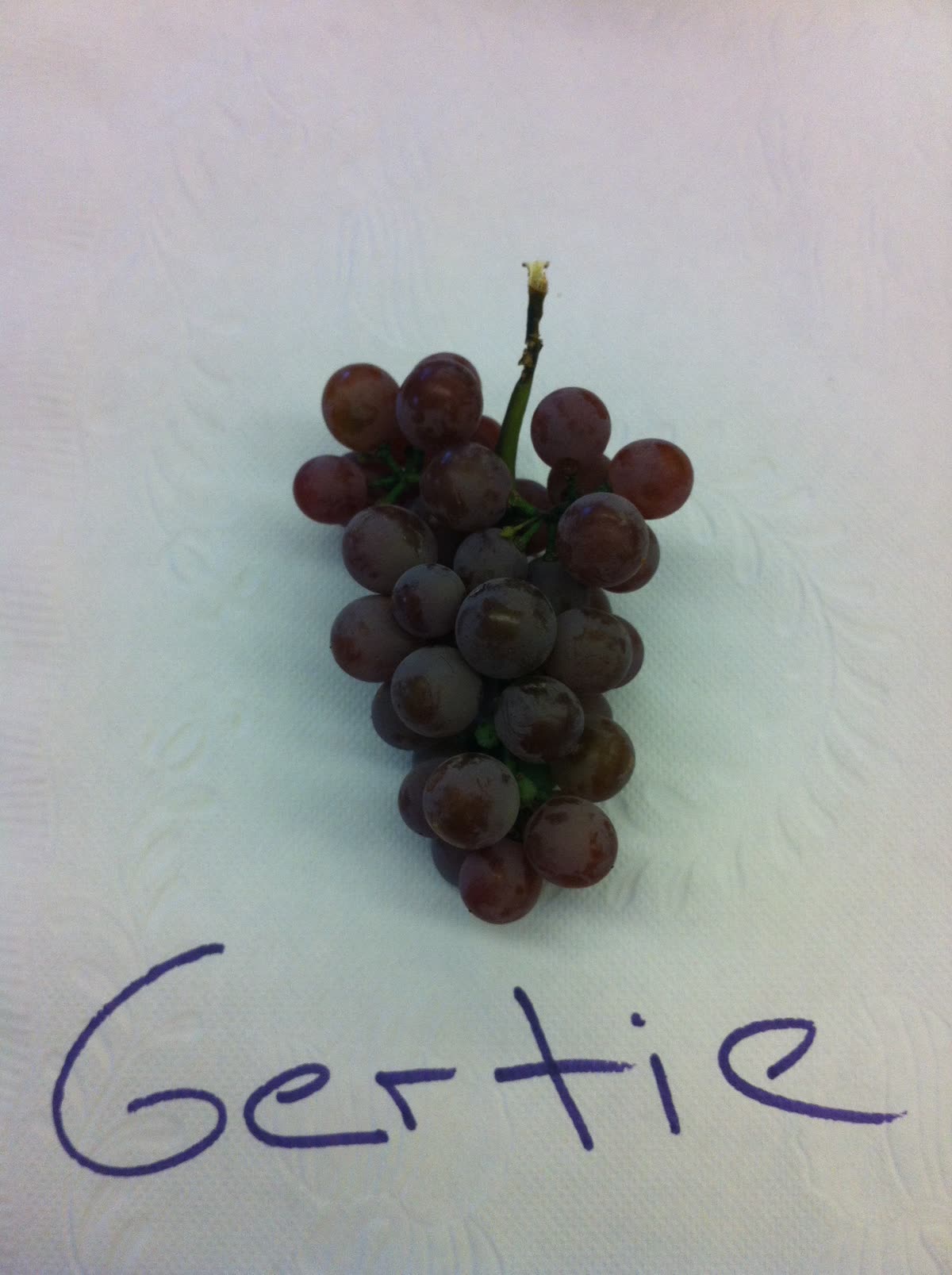 Grappe de gewurztraminer