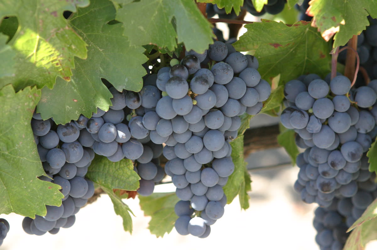 Grappe de malbec