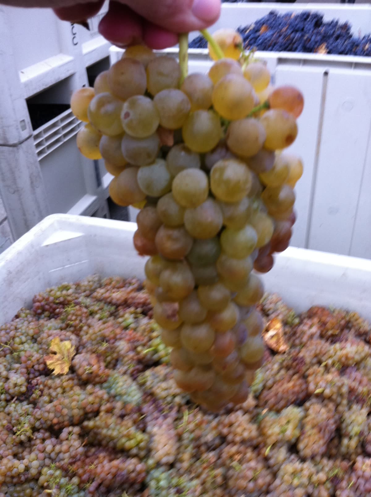 Grappe de pinot gris