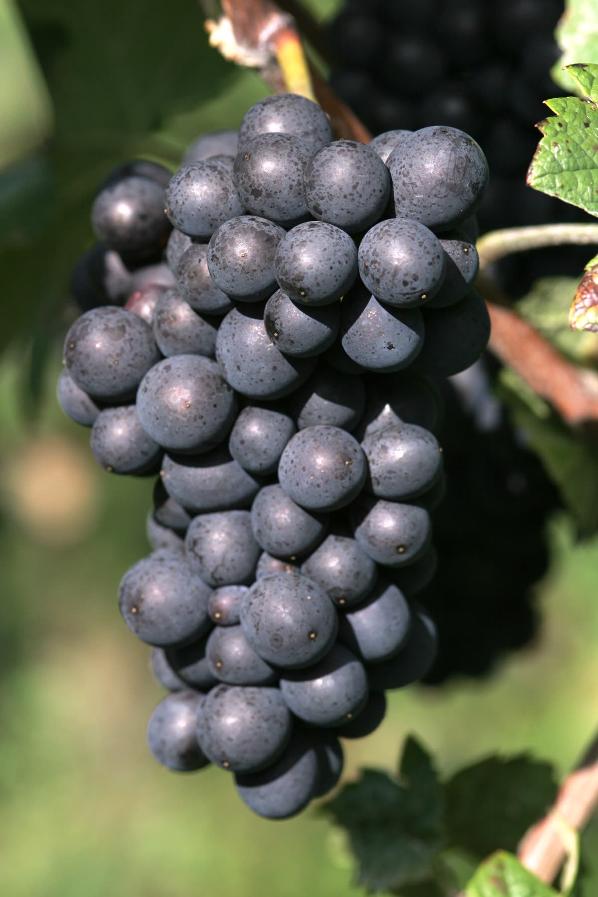 Grappe de pinot meunier