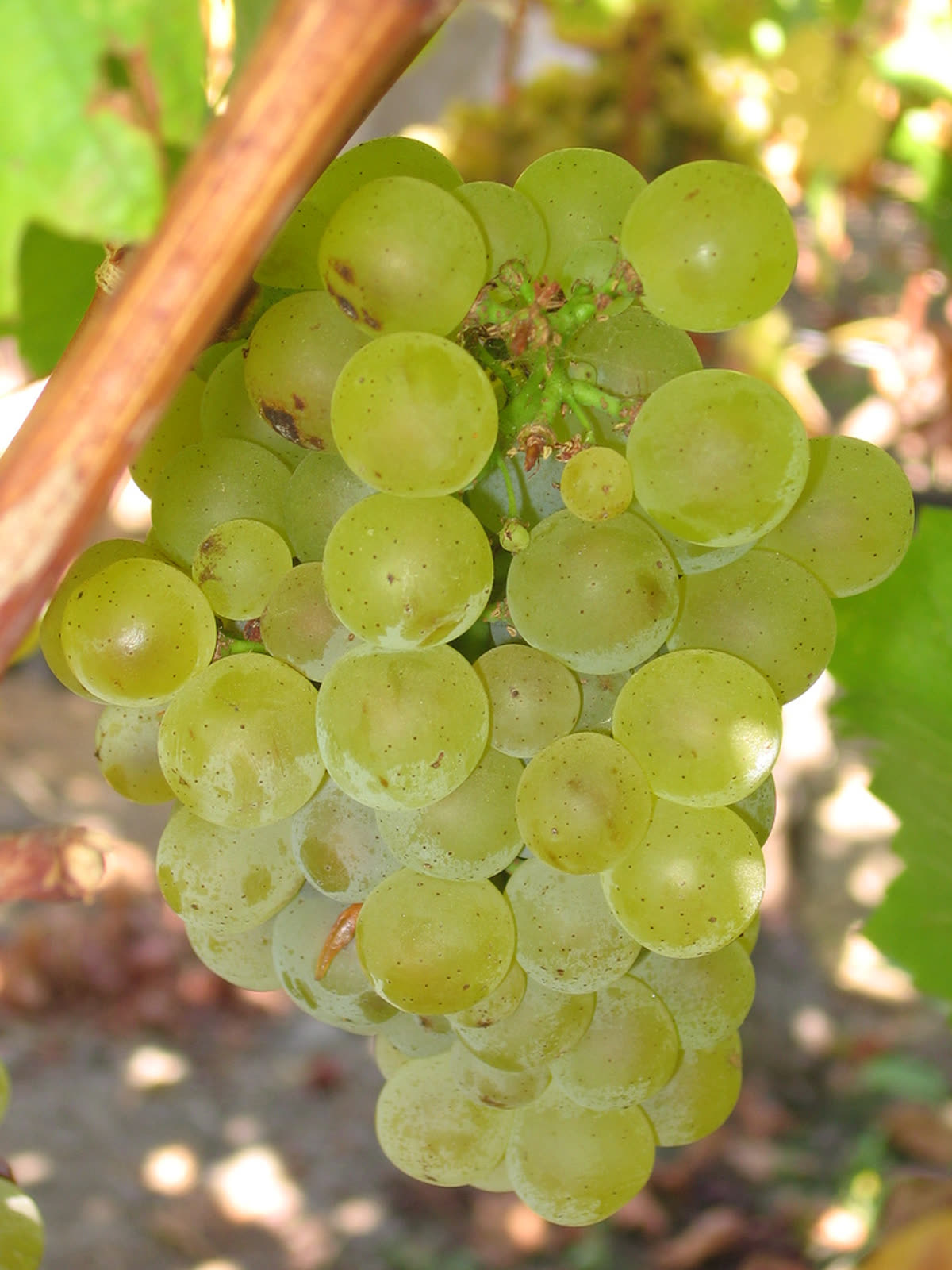 Grappe de sauvignon blanc