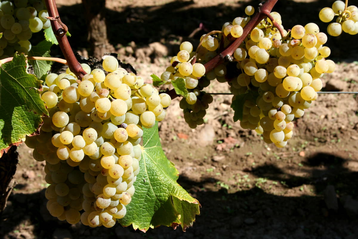 Grappe de sémillon à Barsac (Sauternes)