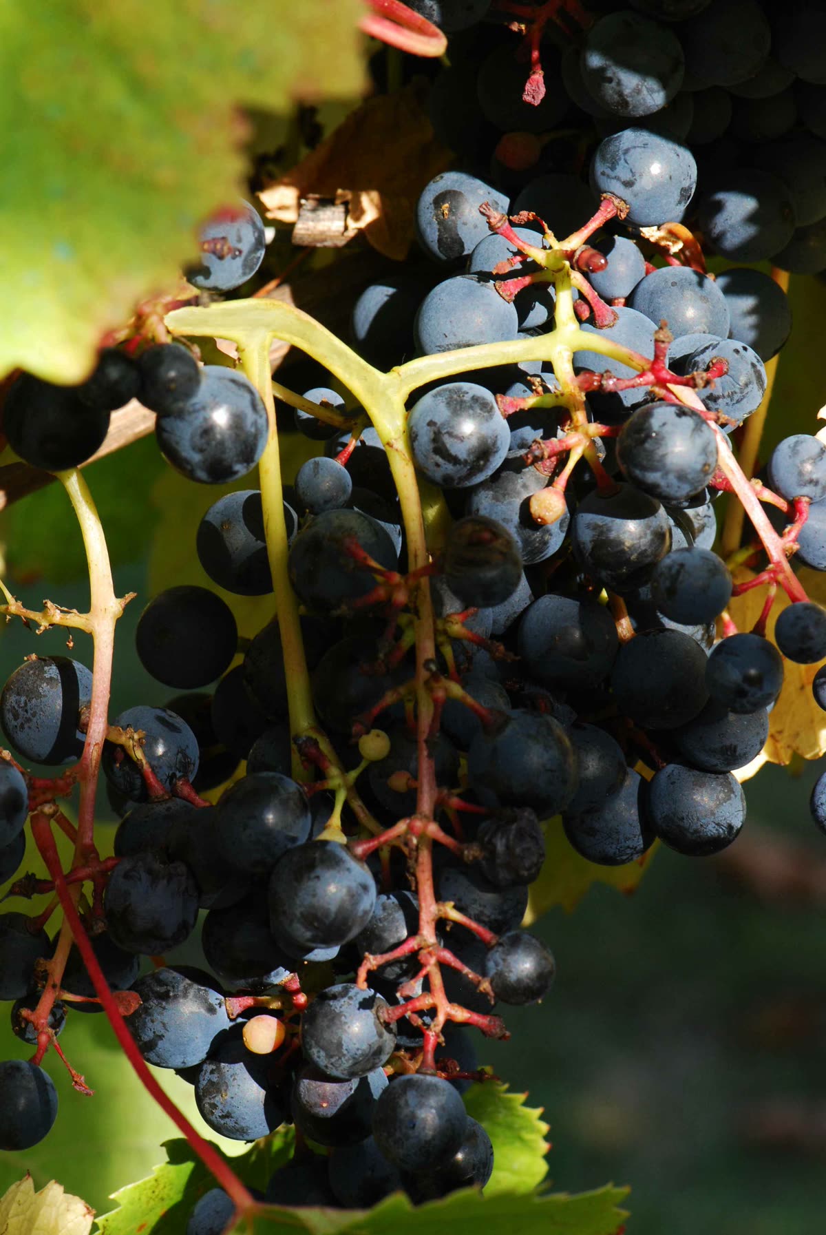 Grappe de tannat