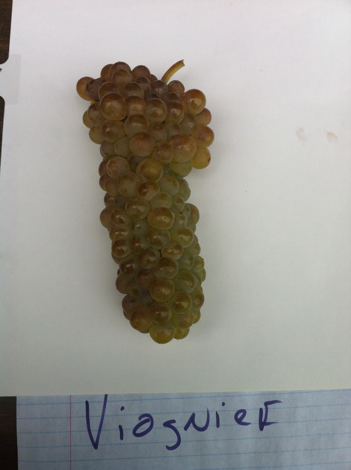 Grappe de viognier